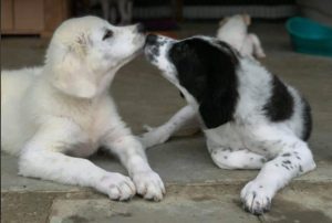 Beau a black and white Romanian rescue dog | 1 Dog at a Time Rescue UK