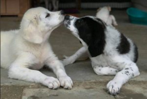 Bear a white Romanian rescue dog | 1 Dog at a Time Rescue UK