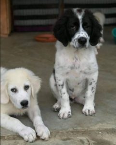 Beau a black and white Romanian rescue dog | 1 Dog at a Time Rescue UK