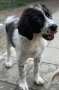 Beau a black and white Romanian rescue dog | 1 Dog at a Time Rescue UK
