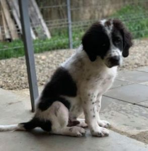 Beau a black and white Romanian rescue dog | 1 Dog at a Time Rescue UK