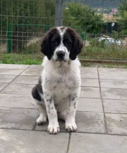 Beau a black and white Romanian rescue dog | 1 Dog at a Time Rescue UK