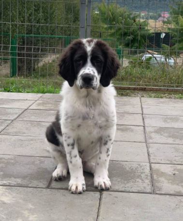 Beau a black and white Romanian rescue dog | 1 Dog at a Time Rescue UK