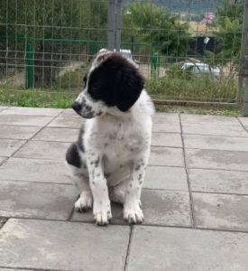 Beau a black and white Romanian rescue dog | 1 Dog at a Time Rescue UK