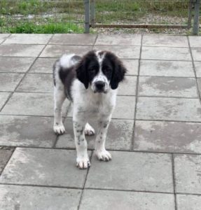 Beau a black and white Romanian rescue dog | 1 Dog at a Time Rescue UK