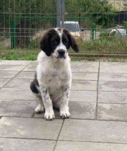 Beau a black and white Romanian rescue dog | 1 Dog at a Time Rescue UK