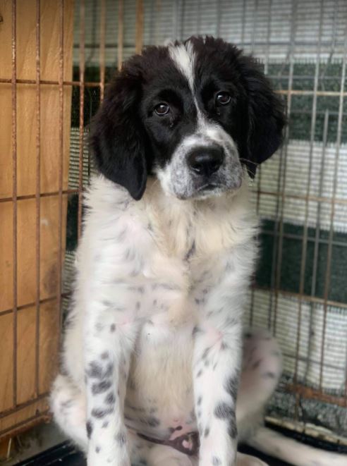 Benji a black and white Romanian rescue dog | 1 Dog at a Time Rescue UK