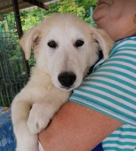 Bonnie a cream coloured Romanian rescue dog | 1 Dog at a Time Rescue UK
