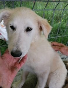 Bonnie a cream coloured Romanian rescue dog | 1 Dog at a Time Rescue UK