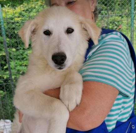 Bonnie a cream coloured Romanian rescue dog 4_1 Dog at a Time Rescue UK Bonnie a cream coloured Romanian rescue dog | 1 Dog at a Time Rescue UK