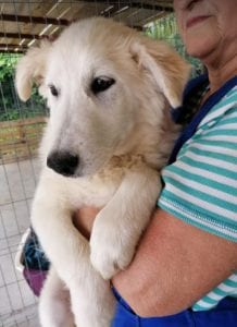 Bonnie a cream coloured Romanian rescue dog | 1 Dog at a Time Rescue UK