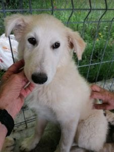 Bonnie a cream coloured Romanian rescue dog | 1 Dog at a Time Rescue UK