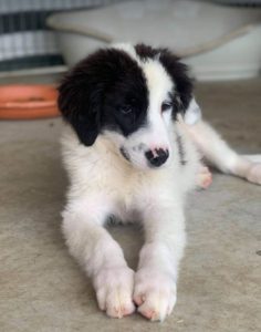 Bowie a black and white Romanian rescue dog | 1 Dog at a Time Rescue UK