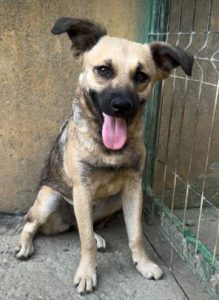 Bria a brindle rescue dog | 1 dog at a time rescue UK