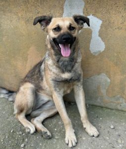 Bria a brindle rescue dog | 1 dog at a time rescue UK