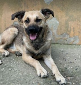 Bria a brindle rescue dog | 1 dog at a time rescue UK