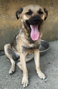 Bria a brindle rescue dog | 1 dog at a time rescue UK