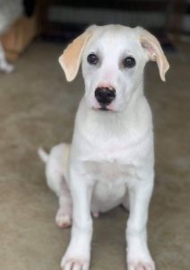 Buddy a cream Romanian rescue dog | 1 Dog at a Time Rescue UK