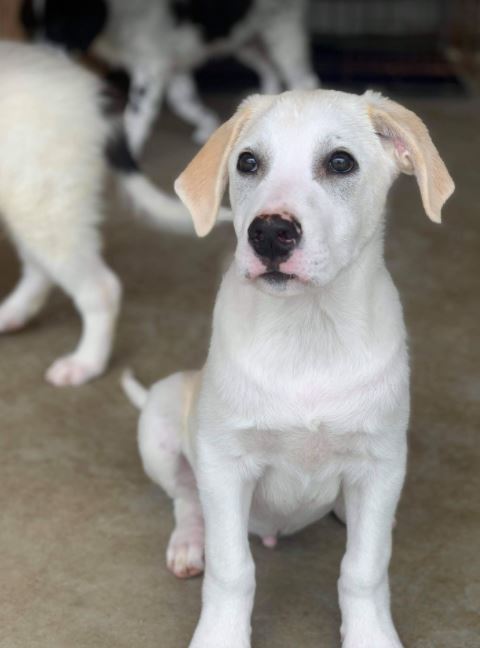 Buddy a cream Romanian rescue dog | 1 Dog at a Time Rescue UK