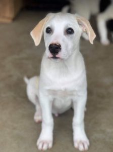 Buddy a cream Romanian rescue dog | 1 Dog at a Time Rescue UK