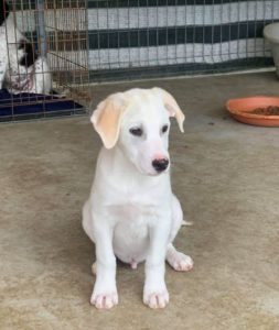 Buddy a cream Romanian rescue dog | 1 Dog at a Time Rescue UK