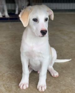 Buddy a cream Romanian rescue dog | 1 Dog at a Time Rescue UK