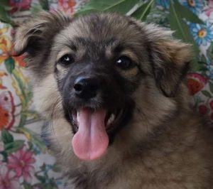 Kimmie a faun Romanian rescue dog | 1 Dog at a Time Rescue UK