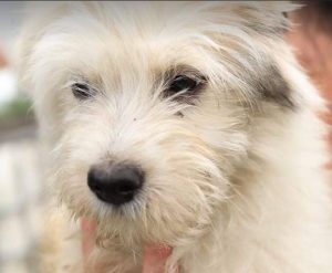 Millie a white Romanian rescue dog | 1 Dog at a Time Rescue UK