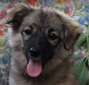 Kimmie a faun Romanian rescue dog | 1 Dog at a Time Rescue UK