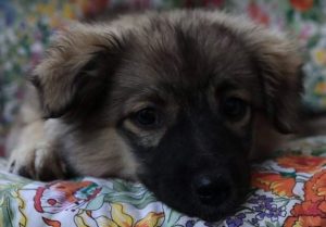 Kimmie a faun Romanian rescue dog | 1 Dog at a Time Rescue UK