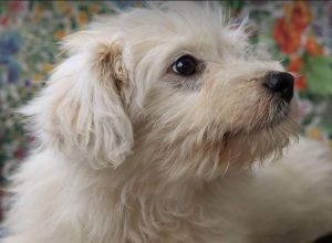 Millie a white Romanian rescue dog | 1 Dog at a Time Rescue UK