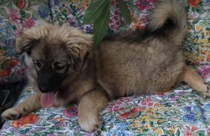 Kimmie a faun Romanian rescue dog | 1 Dog at a Time Rescue UK