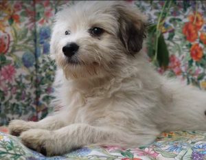 Millie a white Romanian rescue dog | 1 Dog at a Time Rescue UK