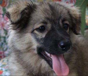 Kimmie a faun Romanian rescue dog | 1 Dog at a Time Rescue UK