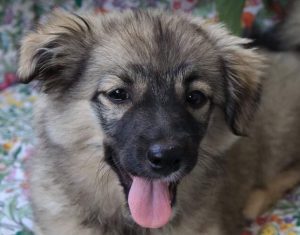 Kimmie a faun Romanian rescue dog | 1 Dog at a Time Rescue UK