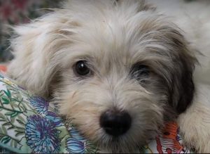 Millie a white Romanian rescue dog | 1 Dog at a Time Rescue UK