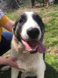 Carlos a black and white Romanian rescue dog | 1 Dog at a Time Rescue UK