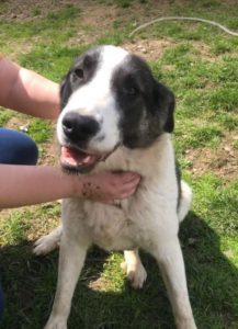 Carlos a black and white Romanian rescue dog | 1 Dog at a Time Rescue UK