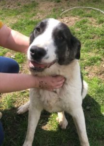 Carlos a black and white Romanian rescue dog | 1 Dog at a Time Rescue UK