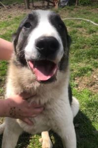 Carlos a black and white Romanian rescue dog | 1 Dog at a Time Rescue UK