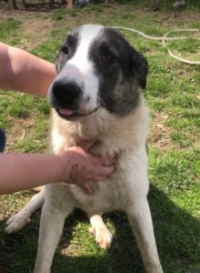 Carlos a black and white Romanian rescue dog | 1 Dog at a Time Rescue UK