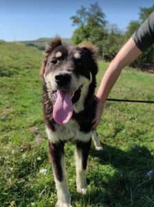 Casey a black and tan Romanian rescue dog | 1 Dog at a Time Rescue UK