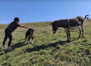 Casey a black and tan Romanian rescue dog | 1 Dog at a Time Rescue UK