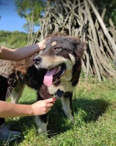 Casey a black and tan Romanian rescue dog | 1 Dog at a Time Rescue UK