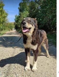 Casey a black and tan Romanian rescue dog | 1 Dog at a Time Rescue UK