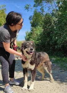 Casey a black and tan Romanian rescue dog | 1 Dog at a Time Rescue UK