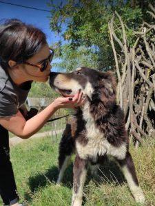 Casey a black and tan Romanian rescue dog | 1 Dog at a Time Rescue UK