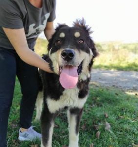 Casey a black and tan Romanian rescue dog | 1 Dog at a Time Rescue UK