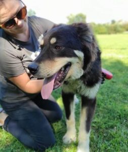 Casey a black and tan Romanian rescue dog | 1 Dog at a Time Rescue UK