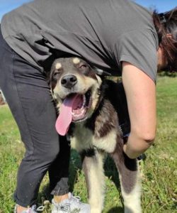 Casey a black and tan Romanian rescue dog | 1 Dog at a Time Rescue UK